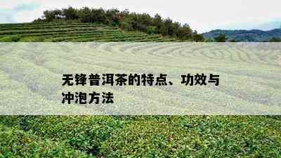 无锋普洱茶的特点、功效与冲泡方法