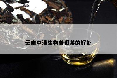 云南中澡生物普洱茶的好处