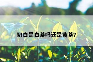 奶白是白茶吗还是黄茶？