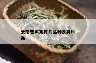 云南普洱茶有几品种及其种类