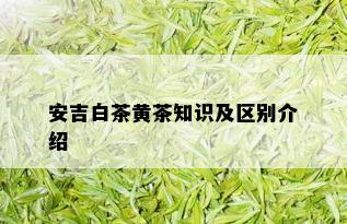 安吉白茶黄茶知识及区别介绍