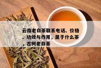 云南老白茶联系电话、价格、功效与作用，属于什么茶，古树老白茶