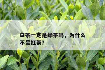 白茶一定是绿茶吗，为什么不是红茶？