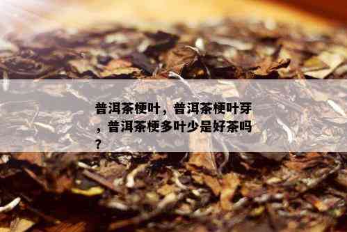 普洱茶梗叶，普洱茶梗叶芽，普洱茶梗多叶少是好茶吗?