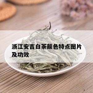 浙江安吉白茶颜色特点图片及功效