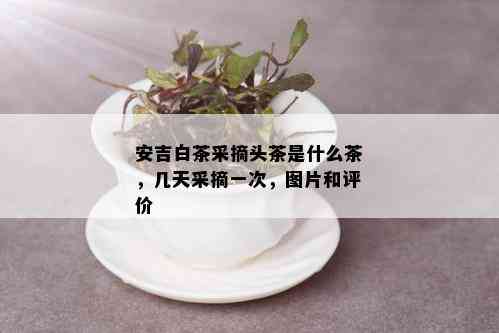 安吉白茶采摘头茶是什么茶，几天采摘一次，图片和评价