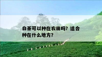 白茶可以种在农田吗？适合种在什么地方？