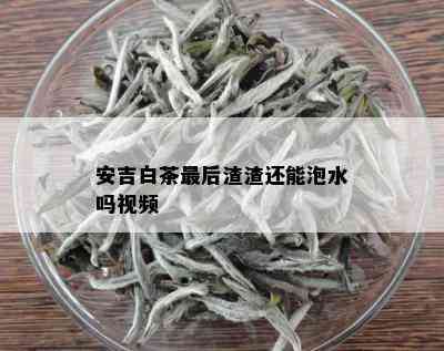 安吉白茶最后渣渣还能泡水吗视频