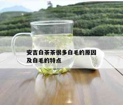 安吉白茶茶很多白毛的原因及白毛的特点