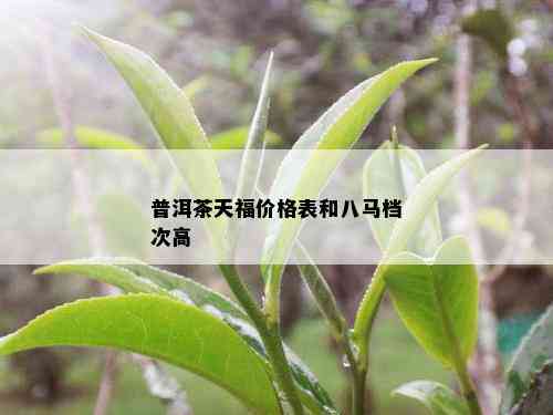 普洱茶天福价格表和八马档次高