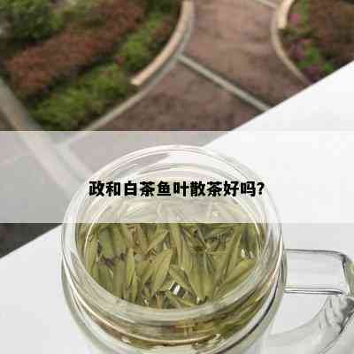 政和白茶鱼叶散茶好吗？