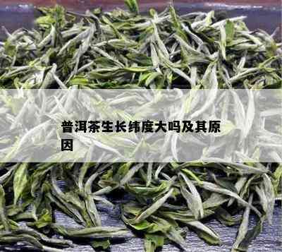 普洱茶生长纬度大吗及其原因