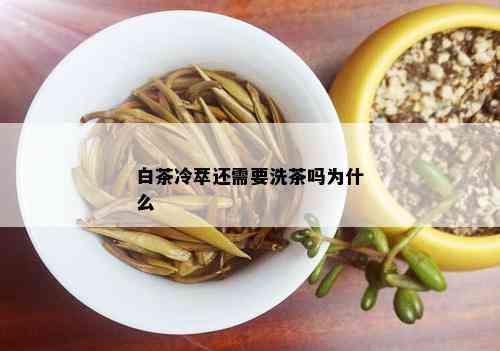 白茶冷萃还需要洗茶吗为什么