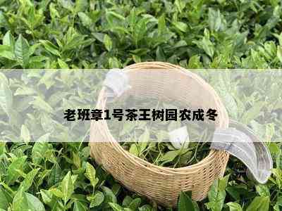 老班章1号茶王树园农成冬