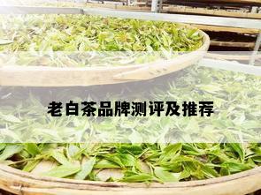 老白茶品牌测评及推荐