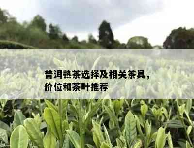 普洱熟茶选择及相关茶具，价位和茶叶推荐