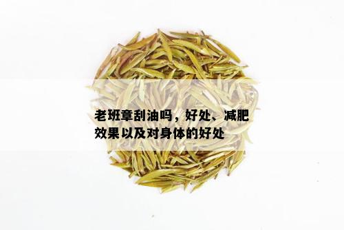 老班章刮油吗，好处、减肥效果以及对身体的好处