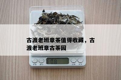 古渡老班章茶值得收藏，古渡老班章古茶园