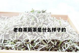 老白茶新茶是什么样子的