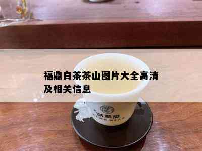 福鼎白茶茶山图片大全高清及相关信息