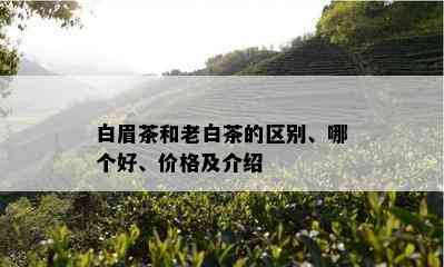 白眉茶和老白茶的区别、哪个好、价格及介绍