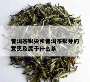 普洱茶银尖和普洱茶银芽的意思及属于什么茶