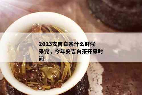 2023安吉白茶什么时候采完，今年安吉白茶开采时间