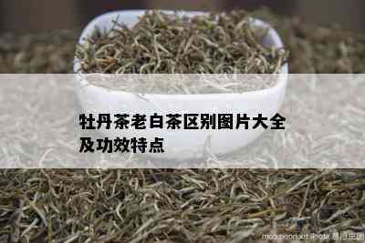 牡丹茶老白茶区别图片大全及功效特点