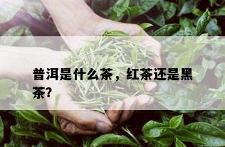 普洱是什么茶，红茶还是黑茶？