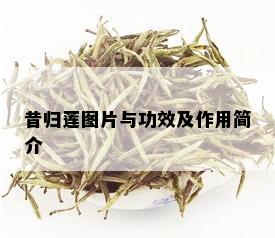 昔归莲图片与功效及作用简介