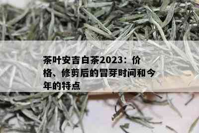 茶叶安吉白茶2023：价格、修剪后的冒芽时间和今年的特点