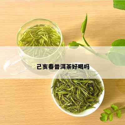 己亥春普洱茶好喝吗