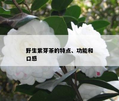 野生紫芽茶的特点、功能和口感