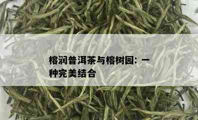 榕润普洱茶与榕树园: 一种完美结合