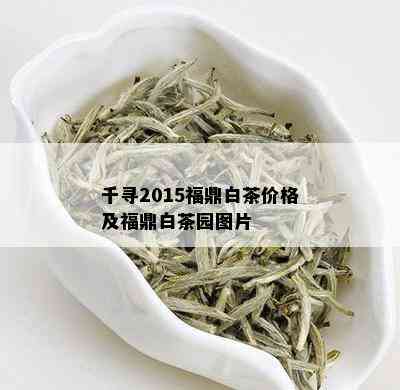 千寻2015福鼎白茶价格及福鼎白茶园图片