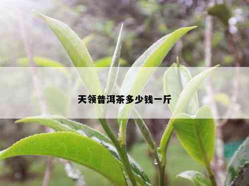 天领普洱茶多少钱一斤