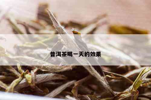 普洱茶喝一天的效果