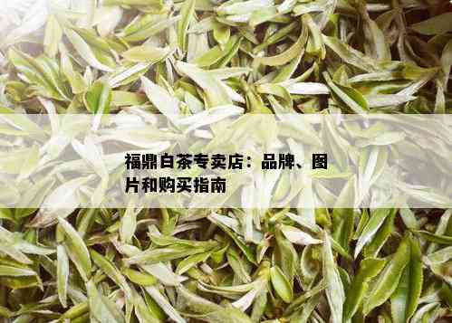 福鼎白茶专卖店：品牌、图片和购买指南