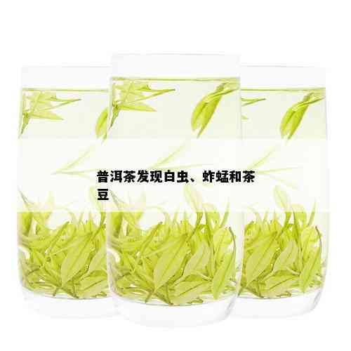 普洱茶发现白虫、蚱蜢和茶豆