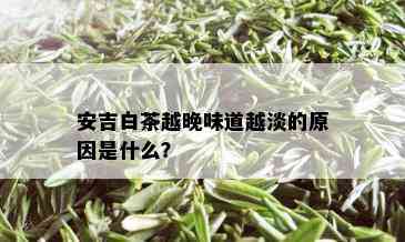 安吉白茶越晚味道越淡的原因是什么？