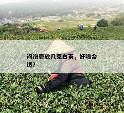 闷泡壶放几克白茶，好喝合适？