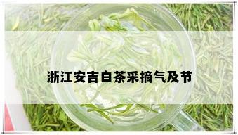 浙江安吉白茶采摘气及节