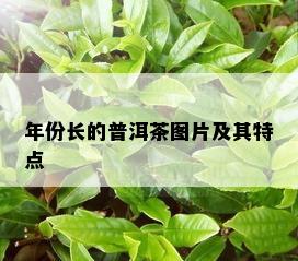 年份长的普洱茶图片及其特点