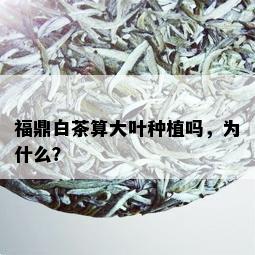 福鼎白茶算大叶种植吗，为什么？