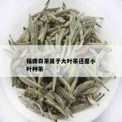 福鼎白茶属于大叶茶还是小叶种茶