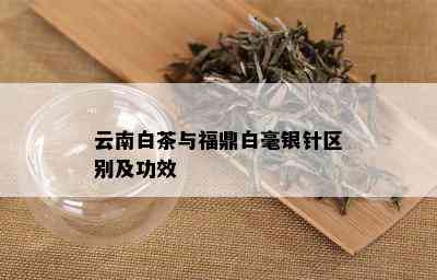 云南白茶与福鼎白毫银针区别及功效