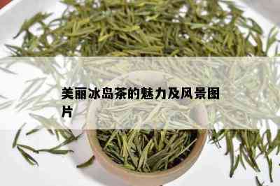 美丽冰岛茶的魅力及风景图片