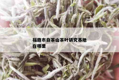 福鼎市白茶山茶叶研究基地在哪里