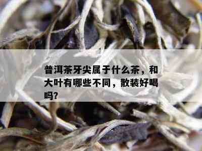 普洱茶牙尖属于什么茶，和大叶有哪些不同，散装好喝吗？