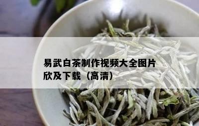 易武白茶制作视频大全图片欣及下载（高清）